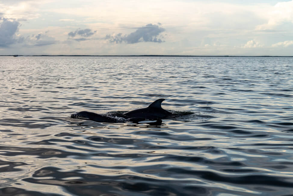 Isla Holbox Mexiko türkisblaues Meer Karibik Cabo Catoche Bootstour Ausflug Delfine in der Lagune