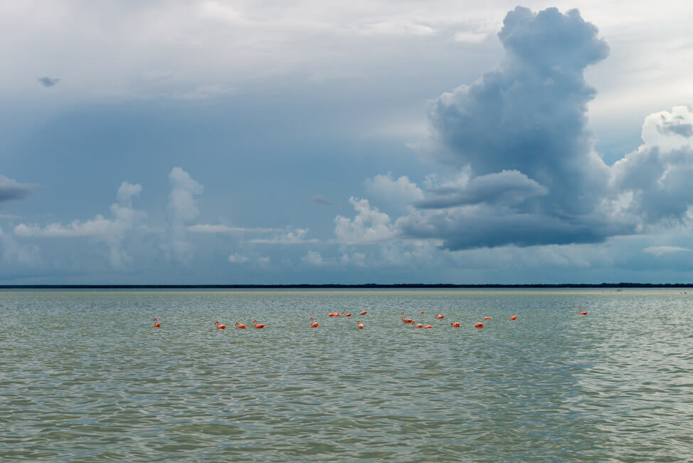 Isla Holbox Mexiko türkisblaues Meer Karibik Cabo Catoche Bootstour Ausflug Flamingos