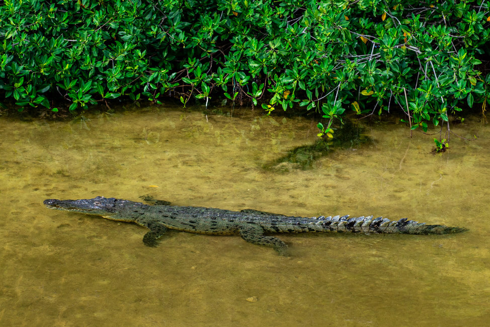 Punta Allen Sian Ka´an Nationalpark Lagune Meer Krokodil